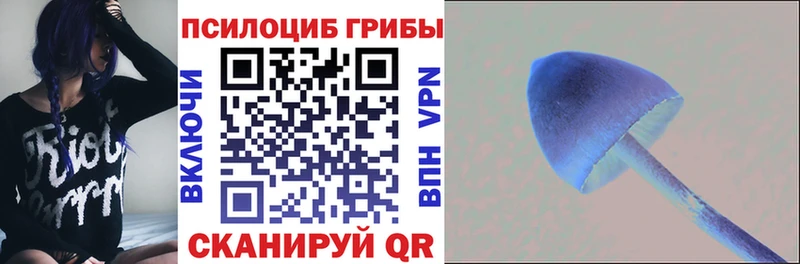 Купить где  Маркс  Псилоцибиновые грибы Psilocybine cubensis 